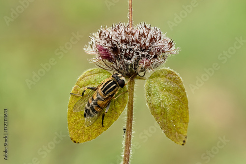 Hoverfly, Helophilus pendulus sitting on a leaf of  meadow plant with flower. In the morning dew