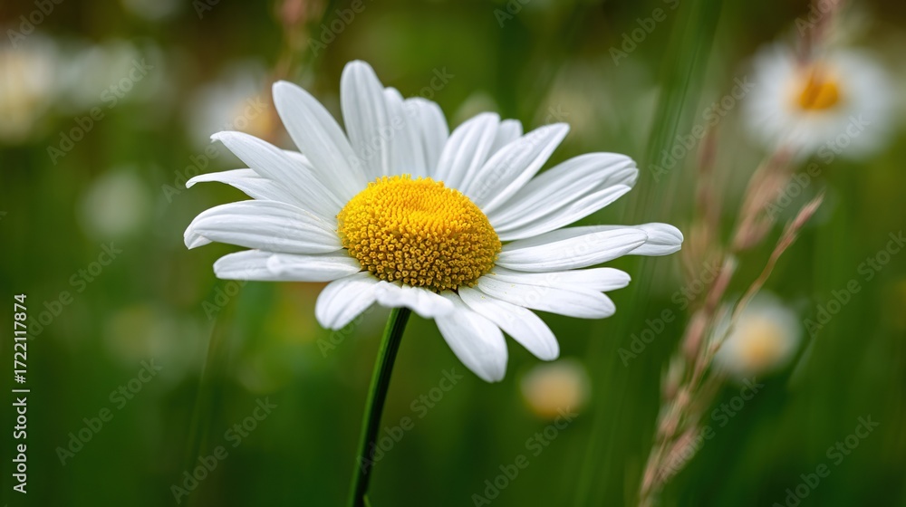 Obraz premium White and yellow flower in green and yellow field with grass