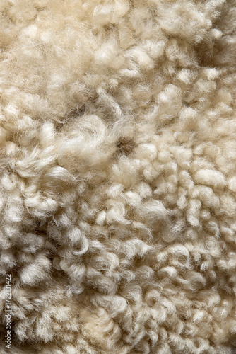 Soft curly fibers of sheep wool. Natural beige wool texture close-up. High resolution textile background.