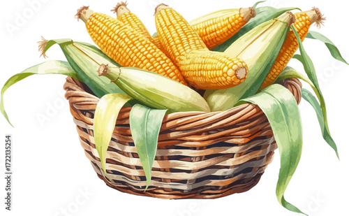 Basket with corn cobs watercolour vector illustration.