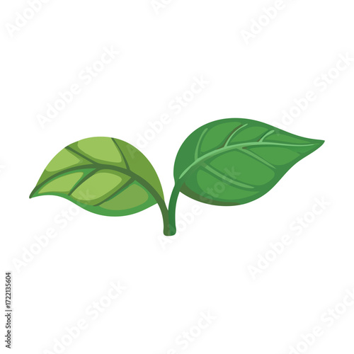 Green sprout with two fresh leaves on white background