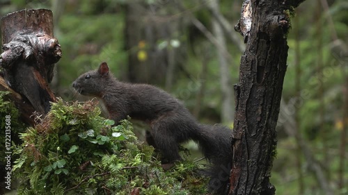  Squirrel (Sciurus vulgaris) Scoiattolo