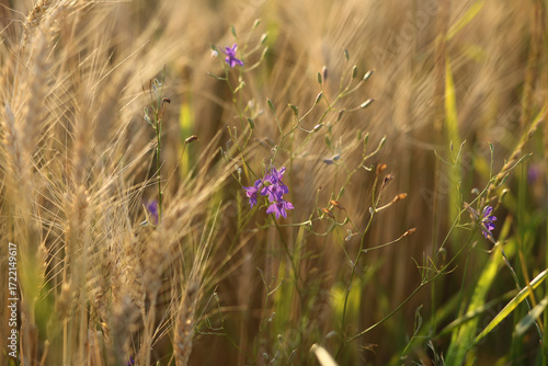 Small purple wildflowers amidst golden wheat ears.