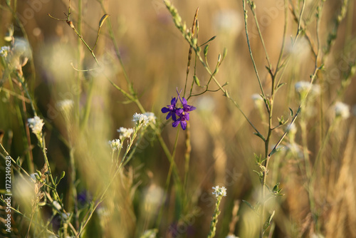 Small wild purple flower in a wheat field in evening sunlight.
