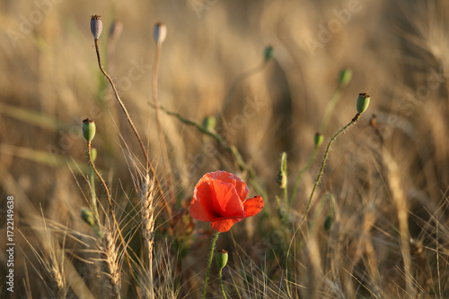 Bright flower and heads of wild poppy among ripe ears of wheat.