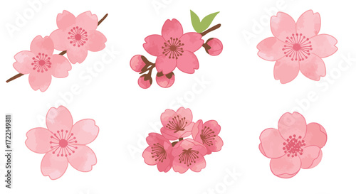 Watercolor Cherry Blossoms A Delicate Collection of Pink Floral Illustrations for Springtime Designs