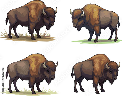 American bison illustration set, wildlife animal drawing, muscular buffalo poses, nature sketch, fur texture detail, educational artwork, prairie terrain comparison
