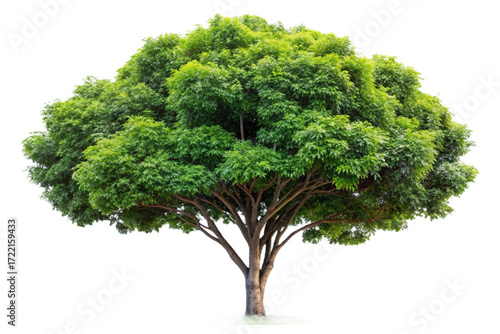 Isolated lush green rubber tree plant full shot realistic foliage isolated background isolated on transparent background