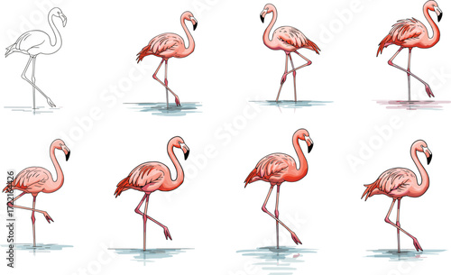 Flamingo drawing stages, illustration process, bird art tutorial, step-by-step coloring, realistic flamingo, wildlife sketch, artistic development, water reflection