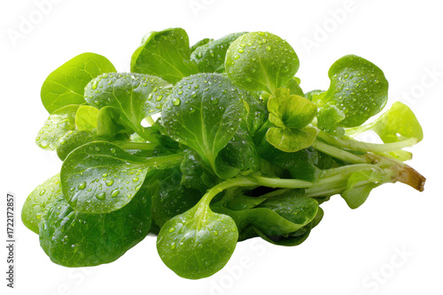 Raw Organic Watercress Vegetable Close-up on White