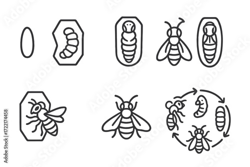 Bee Life Cycle Icons. Line style icons of bee life cycle: egg stage, larva in cell, pupa stage, emerging bee, young worker, adult