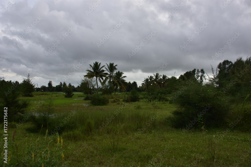 Obraz premium Riverbank afforestation with casuarina and coconut trees along Bakkhali River, Cox’s Bazar Bangladesh – climate resilience and green conservation landscape