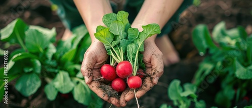 Fresh radishes harvested from garden
