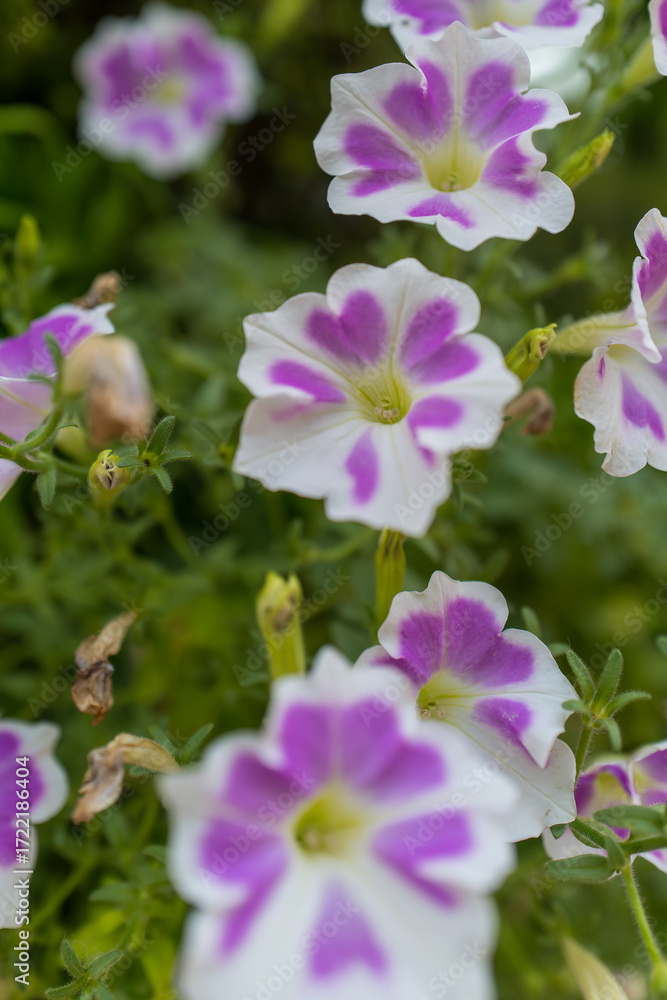 Fototapeta premium ピンクと白のペチュニアのクローズアップ