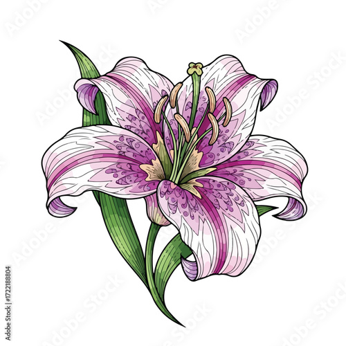 Beautiful lily flower with purple and white petals blooming gracefully.