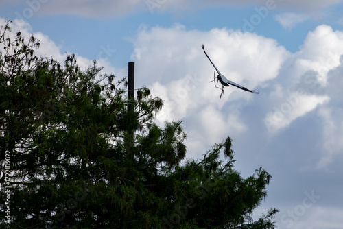 bird in flight carrying stick