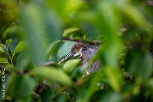 Tricolored herons face surrounded leaves