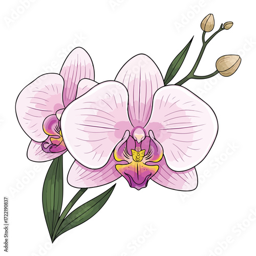 Elegant orchid blossoms in full bloom showcasing delicate petals and vibrant colors.