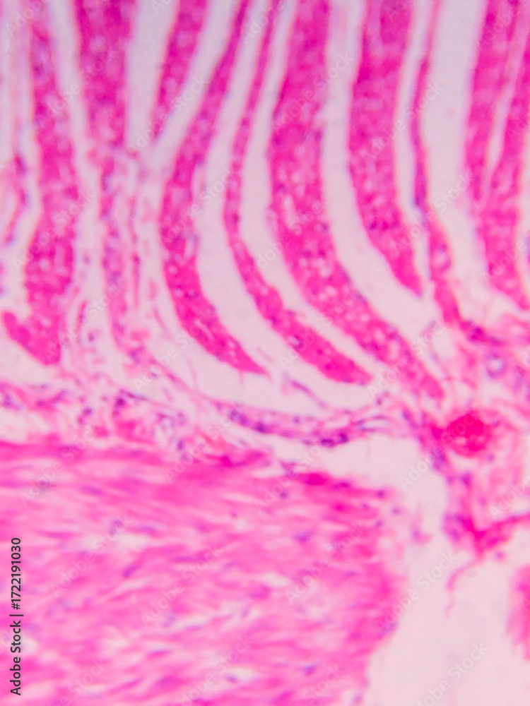 Obraz premium Ileum Histology with Villi and Crypt