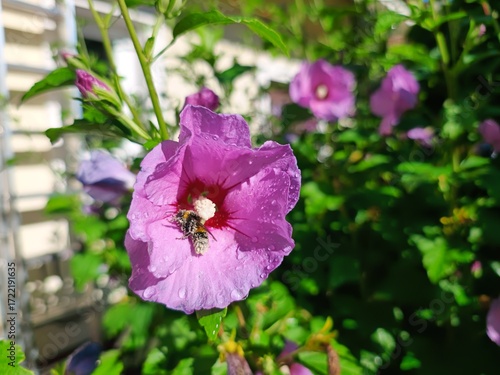Hibiskus i trzmiel.