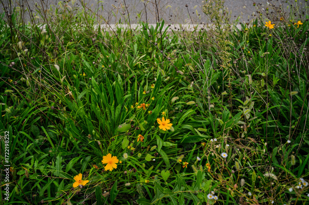 Obraz premium 안양천 자전거도로 노란 꽃