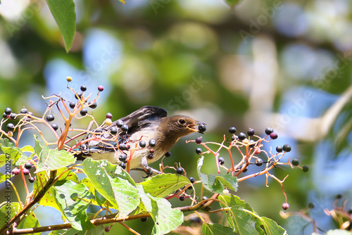Blue-and-White Flycatcher eats Table Dogwood fruit and nourish him on the way back to Southeast Asia
