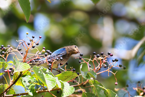 Blue-and-White Flycatcher eats Table Dogwood fruit and nourish him on the way back to Southeast Asia