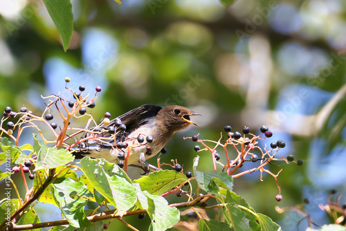 Blue-and-White Flycatcher eats Table Dogwood fruit and nourish him on the way back to Southeast Asia