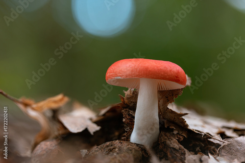 Beechwood Sickener (Russula nobilis) – Slightly Poisonous Mushroom in Beech Forest