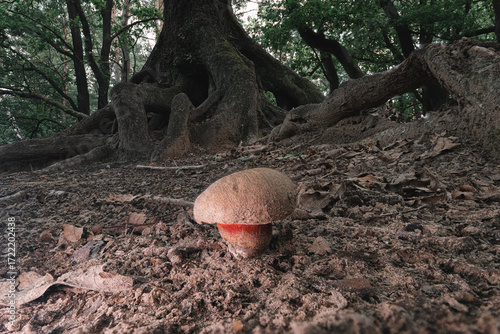 Bitter Bolete (Caloboletus calopus) in its Forest Habitat in Autumn