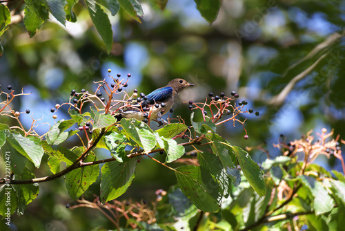 Blue-and-White Flycatcher eats Table Dogwood fruit and nourish him on the way back to Southeast Asia