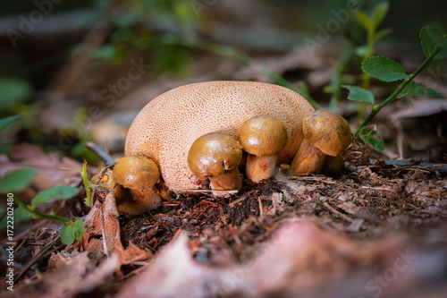 Parasitic Bolete (Pseudoboletus parasiticus) Growing from Earthball (Scleroderma) in Forest