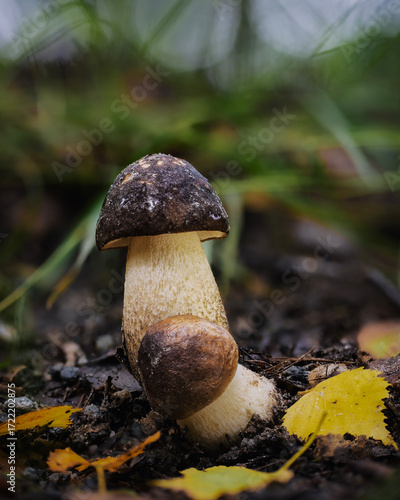 Black Birch Bolete (Leccinum melaneum) – Edible Mushroom in Birch Forest