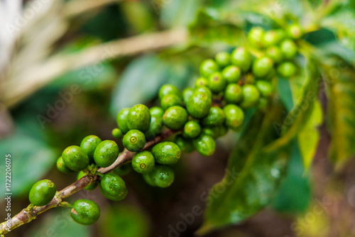 green coffee beans in the coffee tree