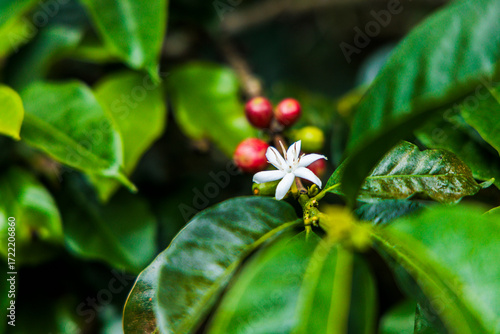 little coffee flower in a coffee plant