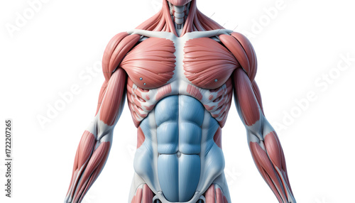 Anatomical illustration of the human chest and abdominal musculature, highlighting the pectoral and abdominal muscles, isolated on transparent background