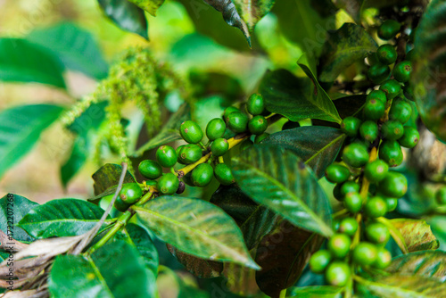 green beans and green coffee leaves in the morning