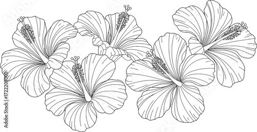 Black and white line drawing of hibiscus flowers floral botanical