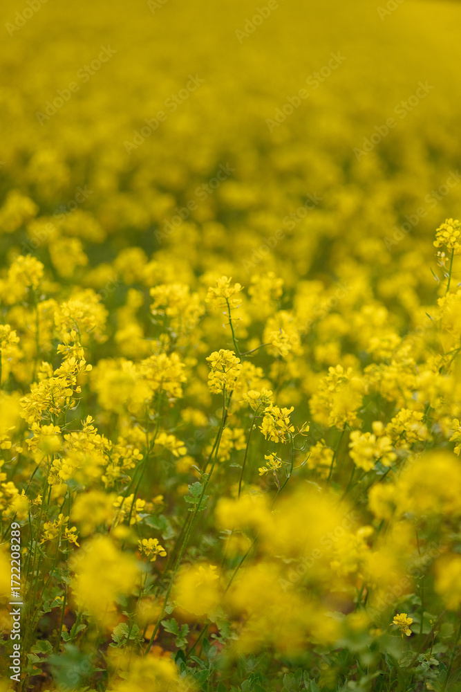 Obraz premium Field of yellow rapeseed flowers blooming in spring. Concept of agriculture, nature, farming, countryside, growth.