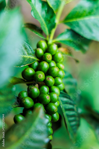 big bunch of green coffee beans