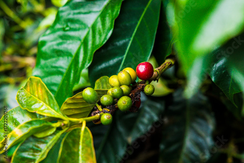 green red yellow coffee beans