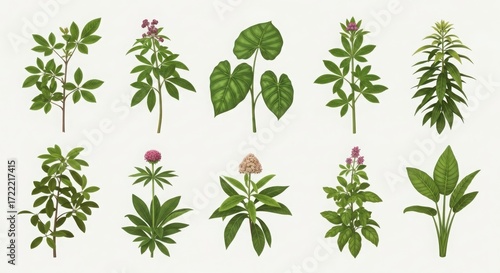 Collection Of Various Types Of Wild Plants And Flowers Botanical Illustrations