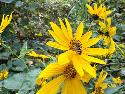 Midwest Yellow Petal Wildflower with Bee Harvesting Nectar