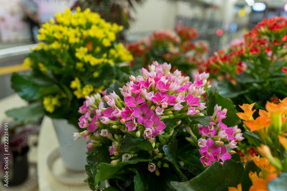 Obraz premium 鮮やかな観葉植物カランコエ