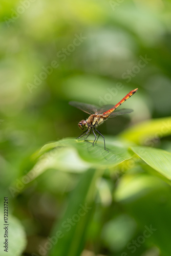 葉に止まるトンボ	