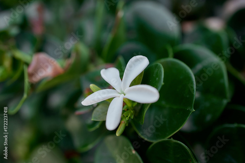 White gardenia blossom, tropical ornamental plant in Mediterranean garden