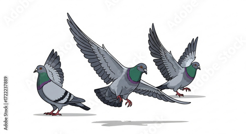 Illustration showing three pigeons in different stages of flight against a white background space scene