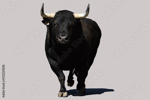 spanish black bull with big horns in spain