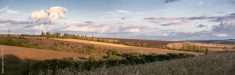 Fototapeta premium An endless horizon of corn fields. Corn fields ready for harvest. Agricultural fields of Ukraine. A road along a field.Panorama.