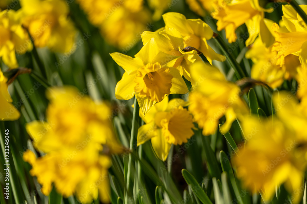 Fototapeta premium A bunch of yellow flowers with a blurry background. The flowers are in full bloom and are the main focus of the image.